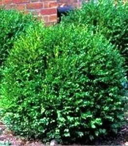 15 Small Evergreen Shrubs for Your Garden | Garden Design Green Gem Boxwood, Gem Boxwood, Oklahoma Landscape, Landscape Shrubs, Boxwood Bush, Rhododendron Plant, Boxwood Landscaping, Small Evergreen Shrubs, Landscaping Shrubs