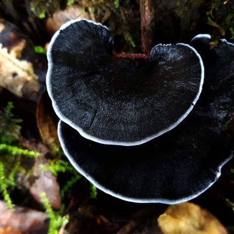 B & W fungi  CostaRica Black Mushrooms, Mushroom Varieties, Goth Garden, Lichen Moss, Plant Fungus, Slime Mould, Mushroom Hunting, White Mushrooms, Black Garden