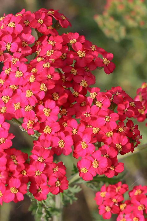 Red, pink, white, purple, yellow, orange... when it comes to the many different colors that Achillea is available in today, the list goes on and on. Read about our favorite cultivars now on Gardener's Path. Gold Mound Spirea, Cora Bells, Yarrow Flower, Pink Yarrow, Small Yellow Flowers, Flower Magic, Purple Yellow Orange, Diy Garden Fountains, Crabapple Tree