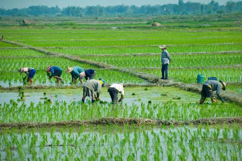 Agriculture Pictures, Rice Farming, People At Work, Farming Technology, Asian Landscape, Rice Field, Rice Fields, Healthy Food Options, Watercolor Landscape Paintings