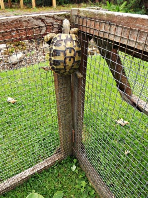 Tartaruga Habitat, Hermann Tortoise, Turtle Enclosure, Tortoise House, Tortoise Enclosure, Russian Tortoise, Cute Tortoise, Tortoise Habitat, Baby Tortoise