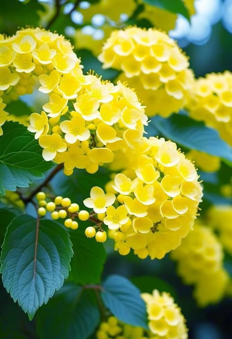 Hydrangea Yellow, Flowers For Mom, Nature Photography Flowers, Flowers Images, Beautiful Flowers Images, Good Morning Beautiful Flowers, Photography Flowers, Aesthetic Flowers, Garden Help