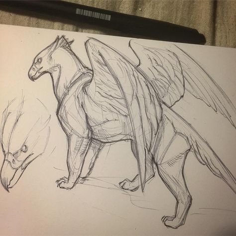 Freelance done for the day getting my fantasy on after getting all inspired by the Fantastic Beasts art book #gryphon #sketchbook #cottonwoodarts #creature #animal #animalsketch #jonnadon1 #jonathankuo #jonkuo Griffin Reference Drawing, How To Draw Griffin, Griffin Reference, Griffin Sketch, Griffin Drawing, Griffin Art, Creature Drawings, Arte Sketchbook, Mythical Creatures Art