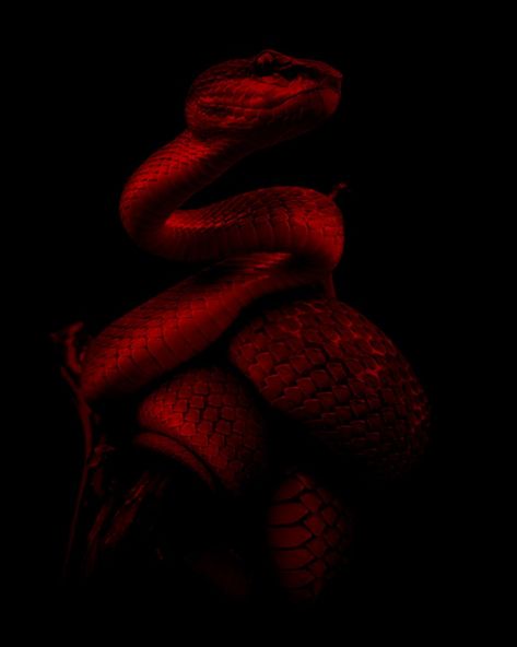 Dark Red Snake Aesthetic, Snake Red Aesthetic, Red Snake Aesthetic, Naga Snake, Cny 2025, Anaconda Snake, Fire Snake, Red And Black Snake, Black N Red