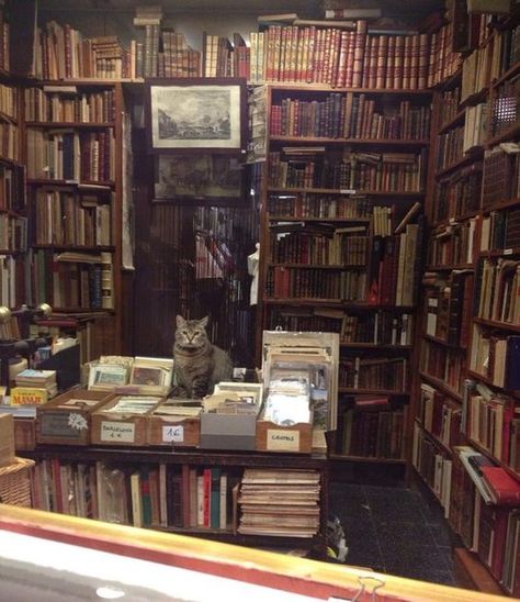 Cats In Library, Soft Library Aesthetic, Working At A Library Aesthetic, 80s Library, Cat In A Library, 90s Library, Cat In Library, Cat Bookstore, Library Core