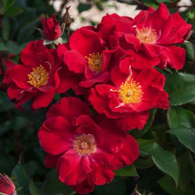 Rosette Disease, Rose Diseases, Landscaping With Roses, Best Roses, Spring Hill Nursery, Easy Landscaping, Coming Up Roses, Shrub Roses, Planting Roses