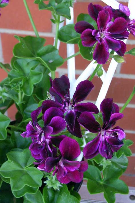 Purple geranium Geraniums Garden, Ivy Geraniums, Geranium Plant, Geranium Flower, Love Garden, Deco Floral, Christmas Mood, Colorful Garden, Perennial Plants