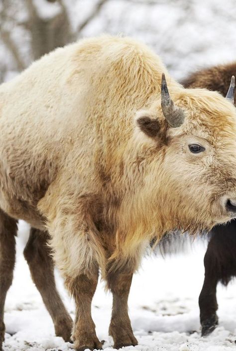 Bison Photography, White Bison, Dogwood Canyon, American Bison, Albino Animals, Ozark Mountains, White Buffalo, Large Animals, Missouri