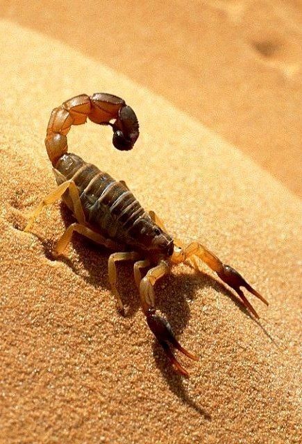 Desert Scorpion Scorpion Desert, Desert Insects, Desert Scorpion, Insect Photography, Desert Animals, Arthropods, Crustaceans, Arachnids, Reptiles And Amphibians