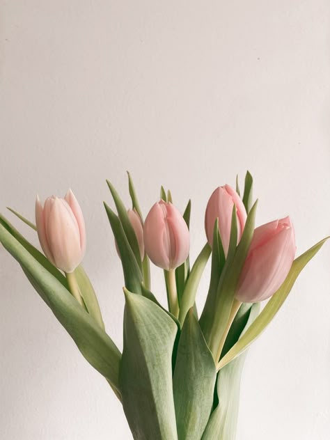 #tulip #aesthetic #spring Mathilde Core, Pastel Pink Tulips, Oliver Stummvoll, Bloom Core, Iphone 11 Aesthetic, Tulip Aesthetic, Aesthetic Tulips, Steve Kemp, Pastel Pink Wallpaper