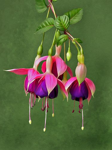 Fuschia. Photo Flowers, Flowers Hanging, نباتات منزلية, Butchart Gardens, Fuchsia Flower, Fuchsia Flowers, Colors Green, Exotic Flowers, Pink And Purple