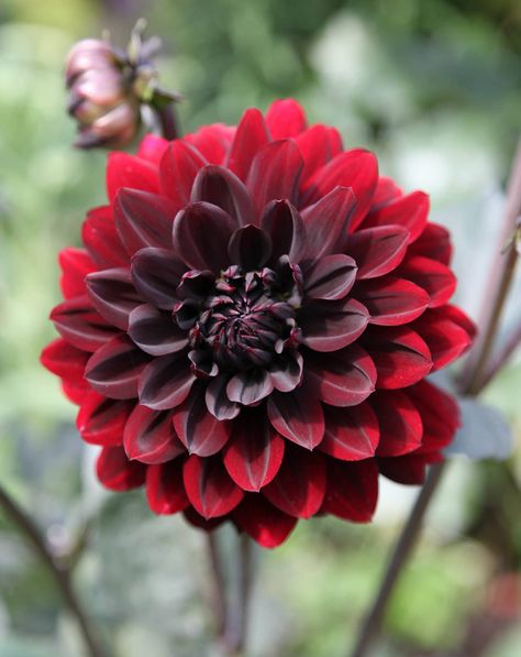 Dahlia Karma Choc, Karma Choc Dahlia, Red Dahlias, Dahlia Tattoo, Printmaking Projects, Dream Plants, Gothic Garden, Black Dahlia, Flower Inspiration