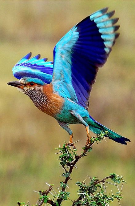 Indian roller take-off by Arjun Haarith Indian Roller Bird, Roller Bird, Bird Flying, Peacock Bird, Kinds Of Birds, Colorful Bird, Exotic Birds, Pretty Birds, Bird Photo