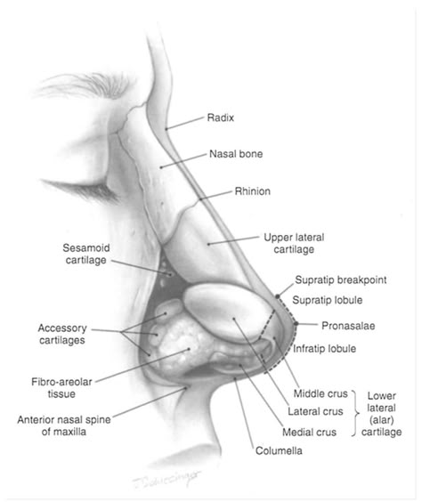 Nose Anatomy, Parts Of The Nose, Rhinoplasty Surgery, Facial Anatomy, Basic Anatomy And Physiology, Face Anatomy, Nose Surgery, Facial Aesthetics, Nose Drawing