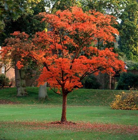 Buy Paperbark Maple Trees - Acer Griseum - Hopes Grove Nurseries Acer Garden, Trees For Front Yard, Patio Trees, Street Trees, Specimen Trees, Unique Trees, Shade Trees, Maple Tree, Tree Leaves