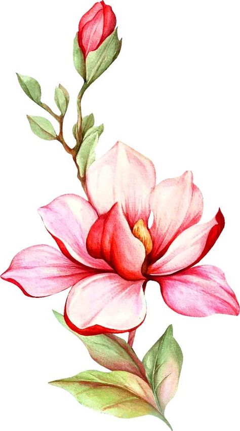 Paint Magnolia Flower, Magnolia Art Drawing, Magnolia Flower Art, Magnolias Drawing, How To Draw A Magnolia Flower, Magnolia Flower Aesthetic, Magnolia Flower Drawing, Magnolia Drawing, Magnolia Flower Painting