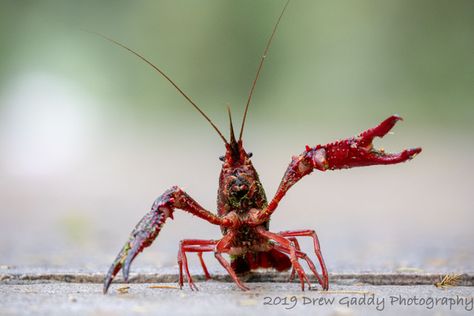 Red Swamp Crayfish (Procambarus clarkii) - Species Profile Conservation Biology, Aquatic Ecosystem, Natural Ecosystem, Invasive Species, Fishing Bait, Photo Mugs, Print Gifts, Picture Photo, Gifts In A Mug