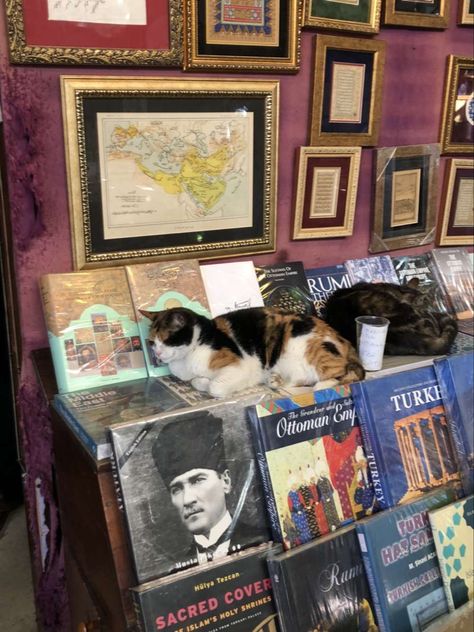 emina 🫶 #cats #books #records #istanbul Turkish Vibes, Cat Istanbul, Cats Istanbul, Turkish Cat, Istanbul Cats, Turkish Aesthetic, Istanbul Aesthetic, Cats Books, Europe Architecture