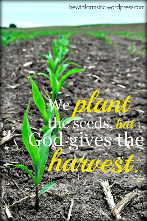 We plant the seed, but God gives the harvest. – Faith, Farming & Cowboy Boots Harvest Quotes, Ag Quotes, Chalkboards Ideas, Farming Quotes, Agriculture Quotes, Farm Life Quotes, Homestead Family, Seed Quotes, Farmer Quotes