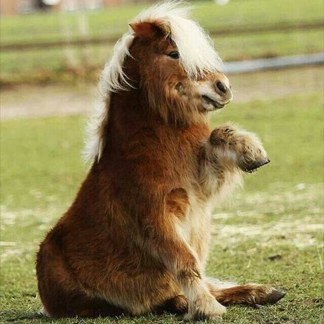 OMG SO CUTE!!! Miniature Ponies, Cute Ponies, Funny Horses, Shetland Pony, Mini Horse, Baby Horses, Baby Animals Pictures, Miniature Horse, Cute Horses