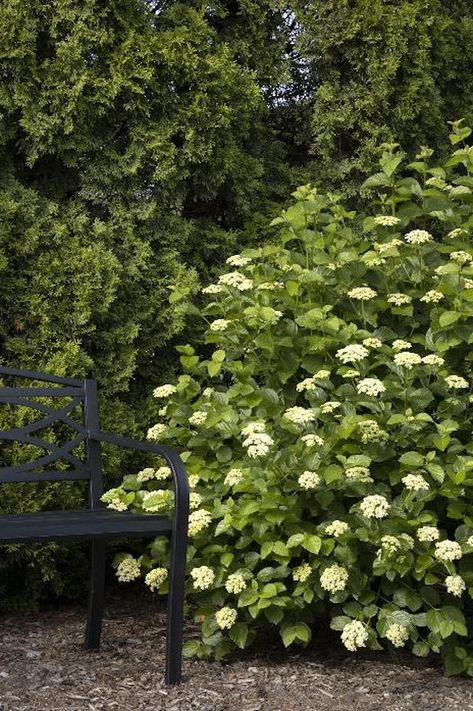 Best Plants For Privacy, Arrowwood Viburnum, Privacy From Neighbors, Plants For Privacy, Juniper Plant, Cypress Plant, Flowers That Attract Butterflies, Fast Growing Vines, Privacy Plants