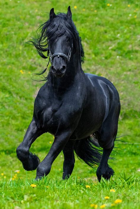 Luv Dark, Friesian Horse Art, Friesian Horse Photography, Rare Horses, Beautiful Horses Photography, Beautiful Horse Pictures, Horse Inspiration, Horse Artwork, Black Stallion