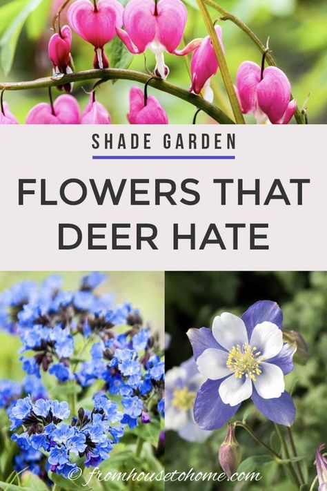 Find out how to keep your garden looking beautiful with these deer resistant shade plants that will help to prevent the animals from dining on your flowers. #fromhousetohome #deerresistant #shadeplants #gardeningtips #gardenideas #gardenpests Flower Kinds, Deer Resistant Shade Plants, Deer Resistant Landscaping, Deer Repellent, Deer Resistant Flowers, Shade Loving Shrubs, Deer Resistant Garden, Japanese Painted Fern, Plants Under Trees