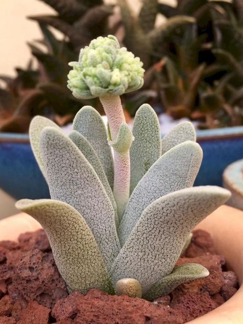 Succulent Decor, Succulent Garden Indoor, نباتات منزلية, Weird Plants, Growing Succulents, Succulent Gardening, Succulents Indoor, Unusual Plants, Succulent Terrarium