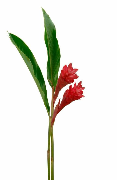 Flowers Last Longer, Ginger Plant, Ginger Flower, Flower Stock, Desert Flowers, Flower Boutique, Unusual Flowers, Tropical Flower, Beautiful Flower Arrangements