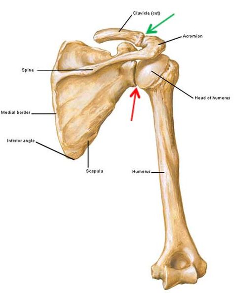 Figure0403A-scapula-01-KLS-edited Scapula Anatomy, Forearm Anatomy, Joints Anatomy, Animated Anatomy, Outlander Books, Human Skeleton Anatomy, Terry Dresbach, Skeleton Anatomy, Shoulder Bones