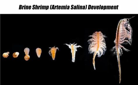 Brine Shrimp: Life Cycle, Benefits & DIY Hatchery - Shrimp and Snail Breeder Pet Shrimp, Aquarium Snails, Aquarium Rocks, Betta Fish Types, Fish Tank Terrarium, Sea Monkeys, Brine Shrimp, Shrimp Tank, Diy Aquarium