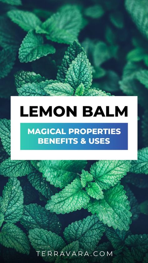 Lemon balm magical properties. Lemon Balm Tea Benefits, Lemon Balm Benefits, Lemon Balm Uses, Lemon Balm Recipes, Lemon Balm Oil, Lemon Balm Essential Oil, Lemon Balm Plant, Lemon Balm Tincture, Melissa Officinalis