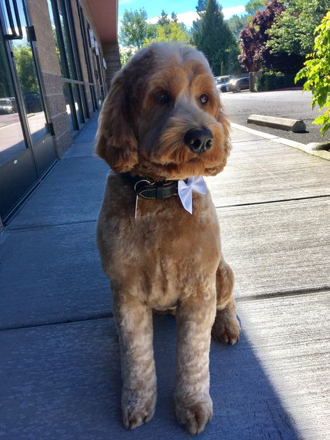 Summer Doodle Haircut, Doodle Summer Haircut, Labradoodle Summer Cut, Goldendoodle Summer Haircut, Doodle Haircuts, Teddy Bear Doodle, Labradoodle Grooming, Cute Dogs Funny, Bear Doodle