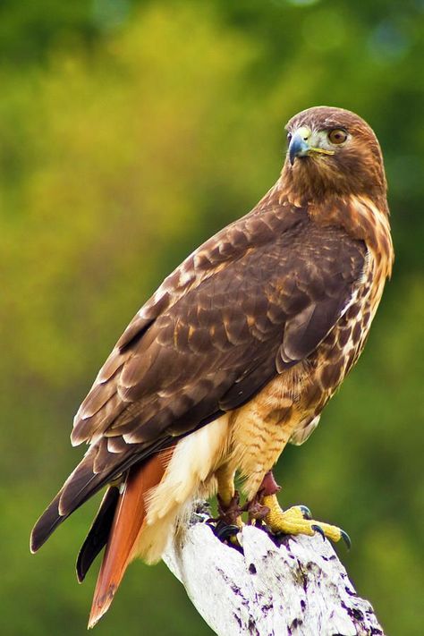 Red Tailed Hawk Painting, Red Tailed Hawk Photography, Redtailed Hawk, Hawk Photography, Redtail Hawk, Bird Of Prey Tattoo, Hawk Photos, Hawk Pictures, Harris Hawk