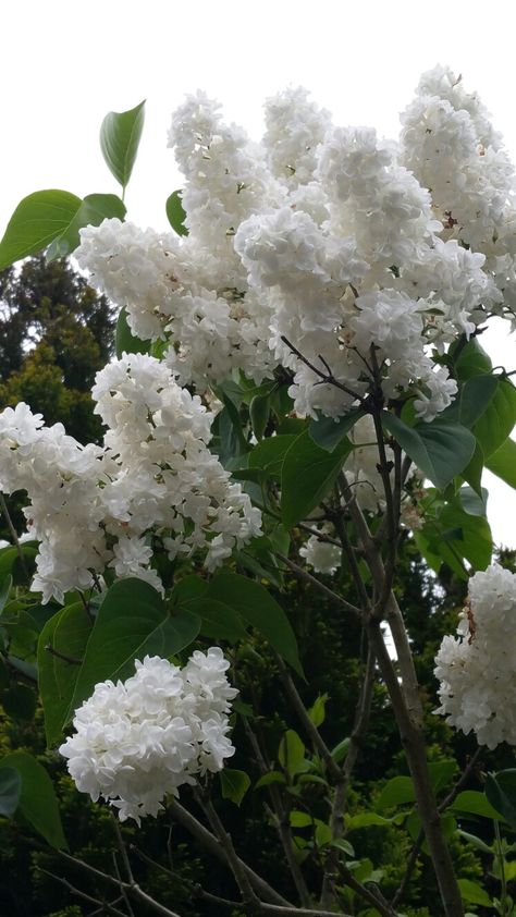 White Lilac White Lilac Tree, White Lilacs, Lilac Tree, Lilac White, White Lilac, Backyard Landscaping, White Flowers, Landscaping, Lilac