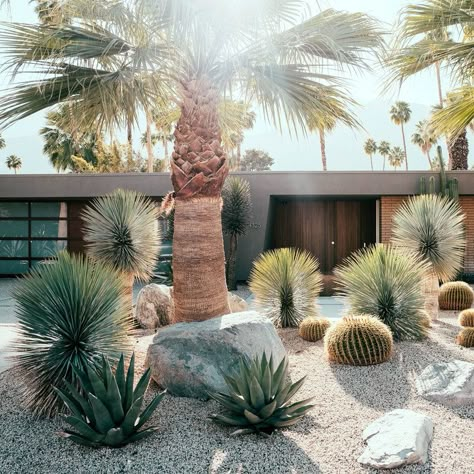 Palm Springs love - Before & After: Former Party Pad Becomes a Sleek Palm Springs Vacation Home - Sunset Cactus Garden Landscaping, Desert Backyard, Cheap Landscaping Ideas, Modern Front Yard, Front Yard Design, Dry Garden, Desain Lanskap, Modern Landscape Design, Desert Garden