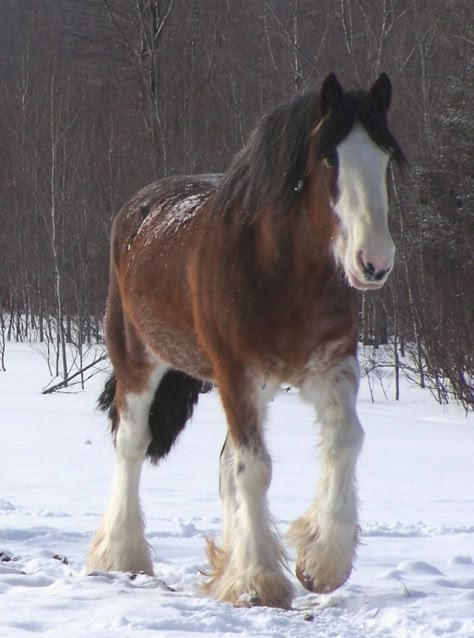 Drum Horse, Shire Horses, Beautiful Horses Photography, Pine Valley, Shire Horse, Horse Show Clothes, Cute Horse Pictures, Clydesdale Horses, Barrel Racing Horses