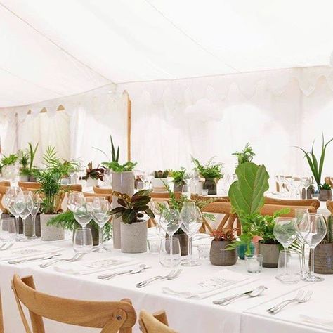 Potted Plants As Wedding Decor, Pot Plants Wedding Decor, Green Plants Centerpieces, Green Plants Table Setting, Snake Plant Centerpiece Wedding, Houseplant Wedding Table Decor, Potted Plants As Centerpieces Wedding, Plant Centrepiece Wedding, Live Plants At Wedding