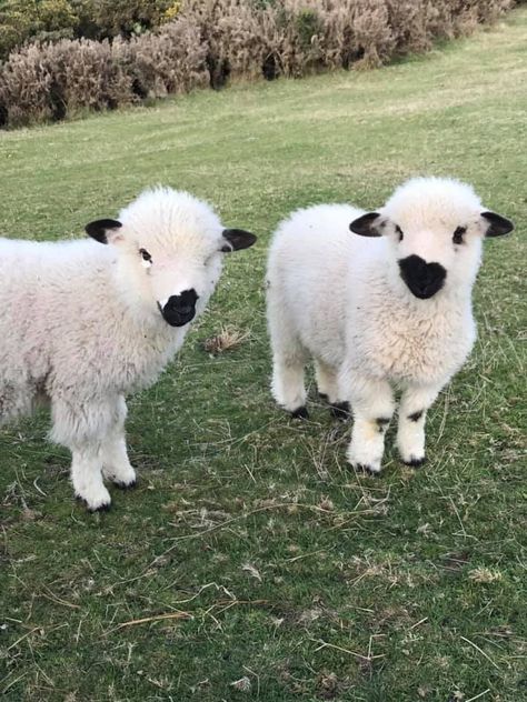 Blacknose Sheep, Baby Sheep, Stuffed Animals, Sheep, Lush, Green, Animals, White