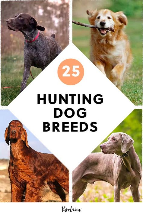 Duck Hunting Dogs, Dog Breeds Chart, Best Small Dog Breeds, Family Dogs Breeds, Karelian Bear Dog, Hunting Dogs Breeds, Hound Dog Breeds, Most Beautiful Dog Breeds, Hound Breeds