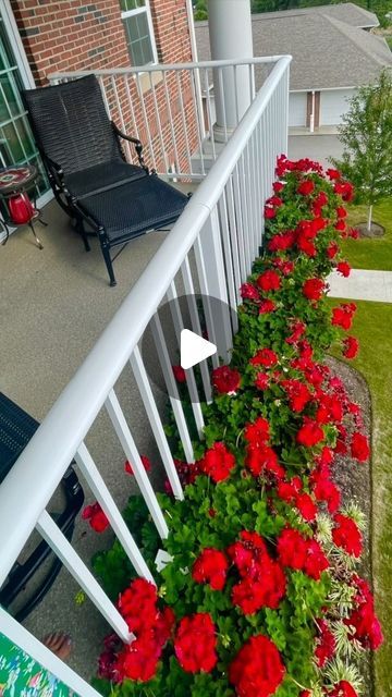 Busy Balconista on Instagram: "I can’t believe how big these geraniums got. I love how they grew between the spindles and created a garden bed. If you like to know more about the ledge planters ⚜️SEE LINK IN BIO. ⚜️ I’ll post the link in the first comment too #gardening #containergardening #homedecor #apartmenttherapy #balcony #deck" Balcony Flowers Box Planters, Railing Flower Boxes, Balcony Railing Planters, Balcony Flower Box, Geranium Plant, Railing Planters, Balcony Flowers, Balcony Deck, The Ledge