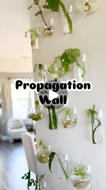 Brentwood Mobile Plant Services | Terrariums | Kelly May on Instagram: "Check out my propagation wall. 
Link 🔗 in Bio 🌱 
#propwall #propagationstation #propagationwall #propagation #propagating" Propagation Wall Diy, Plant Propagation Wall, Propagation Wall, Plant Propagation, Propagating Plants, April 20, Terrarium, Apartment Decor, Garden Ideas