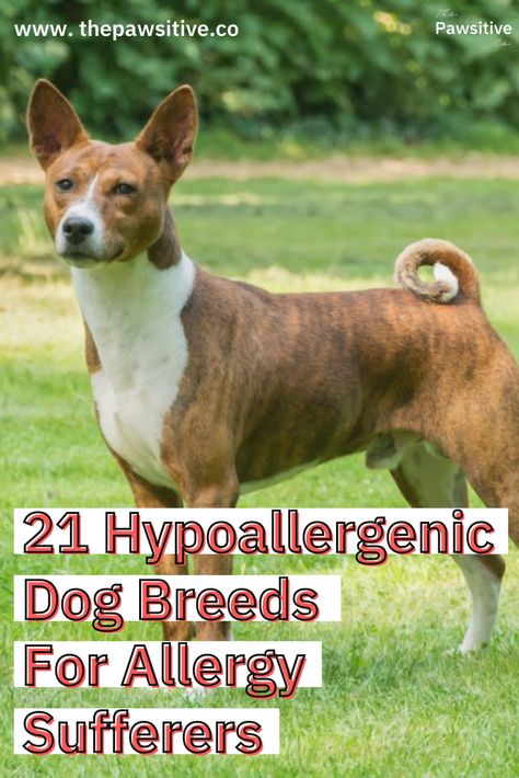 Around 20% of the world and 10% of the U.S. is allergic to dogs. Fortunately there are hypoallergenic pets! Some low or non-shedding dog breeds can work for those who suffer from dog allergies. Note: allergens can still exist even with these hypoallergenic dogs because you can't completely eliminate pet dander, saliva and urine (which have allergens). But here's a list of small, medium and large hypoallergenic dogs to inspire you to adopt some hypoallergenic puppies! // The Pawsitive Co. #dog Non Shedding Dog Breeds, Low Shedding Dogs, Hypoallergenic Puppies, Non Shedding Dogs, Hypoallergenic Dog Breed, Allergic To Dogs, Protective Dogs, Hypoallergenic Dogs, Dog Allergies