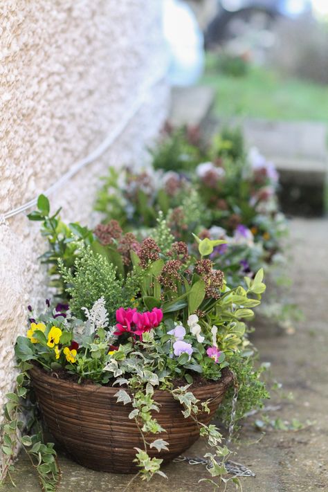 Hanging Baskets Autumn and Winter                                                                                                                                                                                 More Autumn Hanging Baskets Uk, Autumn Garden Pots, Winter Hanging Baskets, Cottage Garden Plan, Garden Design Pictures, Cherry Tomato Plant, Garden Center Displays, Hanging Plants Indoor, Garden Compost