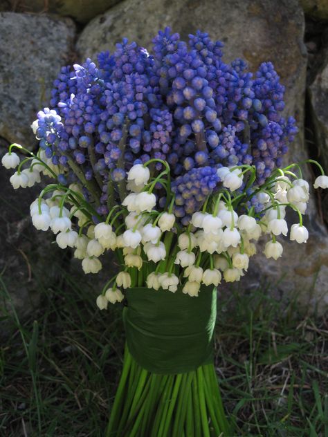 Garden Party Flowers/Seattle and Bainbridge Island designed this bouquet with muscari and lily of the valley. Lily Of The Valley Flowers Bouquet, Muscari Bouquet, Bluebells Bouquet, Hyacinth Flower Bouquets, Bouquet Wedding Lily Of The Valley, Bluebell Flower Bouquet, Wedding Bouquets Lily Of The Valley, Bluebell Bouquet, Hyacinths Bouquet