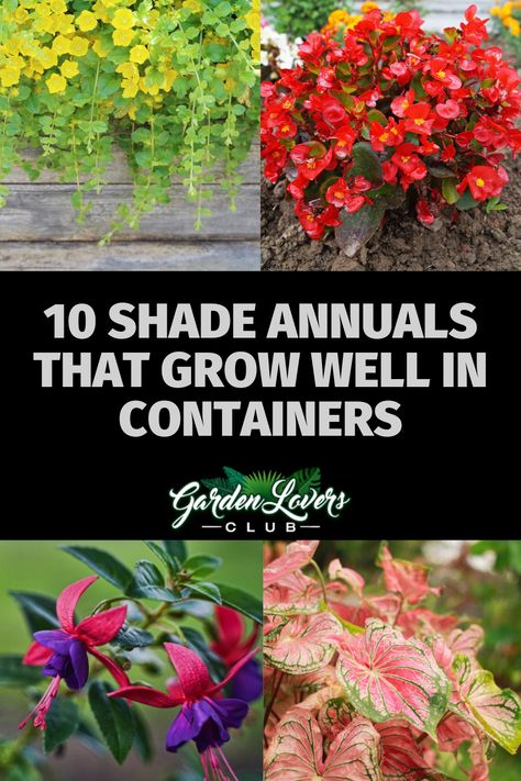 Potted Plants Outdoor Shade, Shady Deck Plants, Large Container Planting Ideas Shade, Outdoor Shade Plants Pots, Front Porch Flower Pots Entrance Shade, Shade Spiller Plants, Shady Porch Plants Pots, Full Shade Flowers Pots, Patio Plants In Pots Shade