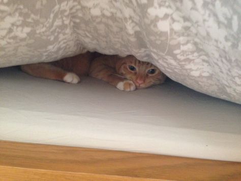 Cutey hiding under the fresh bedding Bed Meme, Fresh Bedding, Cat Hiding, Under Bed, Funny Jokes, Bed, Memes, Funny, Animals