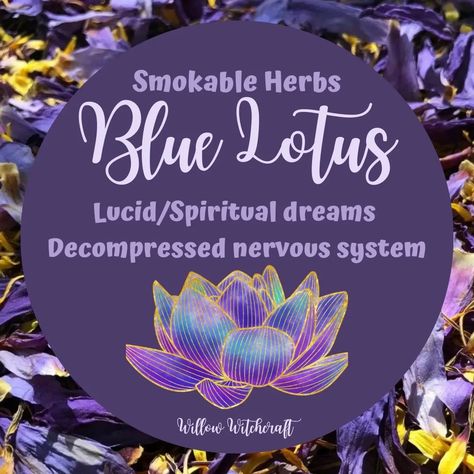 Willow Witchcraft Blue Lotus Witchcraft, Blue Lotus Flower Magical Properties, Blue Lotus Magical Properties, Magickal Plants, Tea Magick, Witchy Plants, Smokable Herbs, Herbal Grimoire, Magickal Correspondences