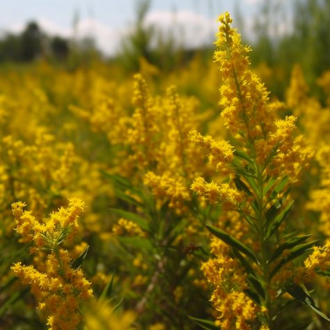 A field of Goldenrod in the summer Goldenrod Aesthetic, Goldenrod Flower, State Flowers, Yellow Photography, Wildflowers Photography, Mustard Flowers, Paint Inspo, Yellow Wildflowers, Backyard Flowers