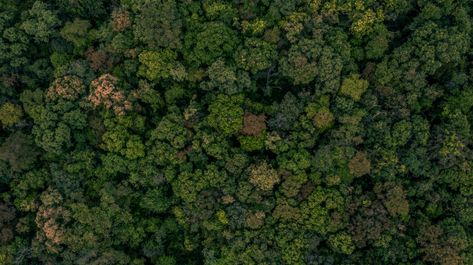 Texture of forest background Premium Pho... | Premium Photo #Freepik #photo #background #tree #water #texture Forest Texture, Avatar Wan, Background Tree, Texture Photoshop, Tree Photoshop, Water Texture, Forest Background, Photo Texture, Green Texture